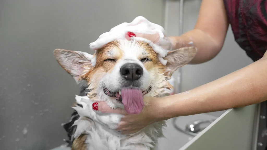 spa para mascotas en san miguel