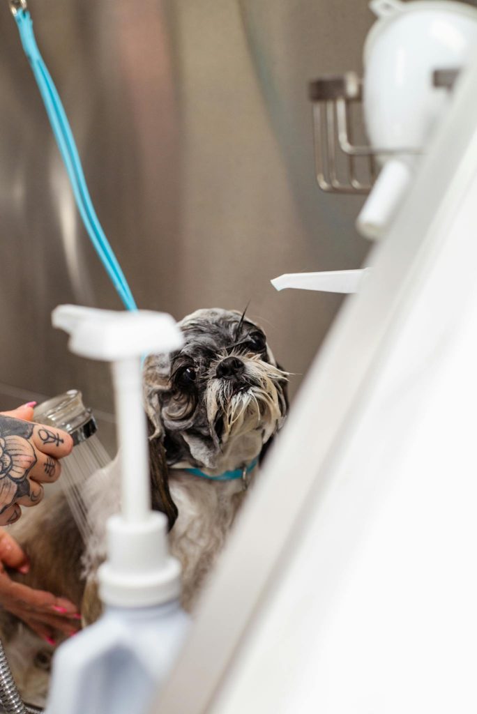 A small dog being professionally groomed in a pet spa setting, receiving a bath.